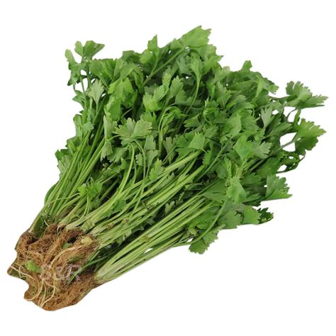 kinchay in english|kinchay leaves.